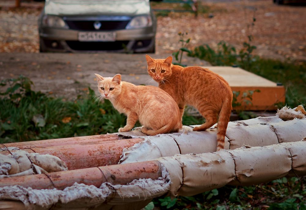 Фотография автора Наталья Новикова