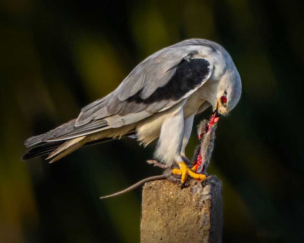 Photograph by mahadevan Arige