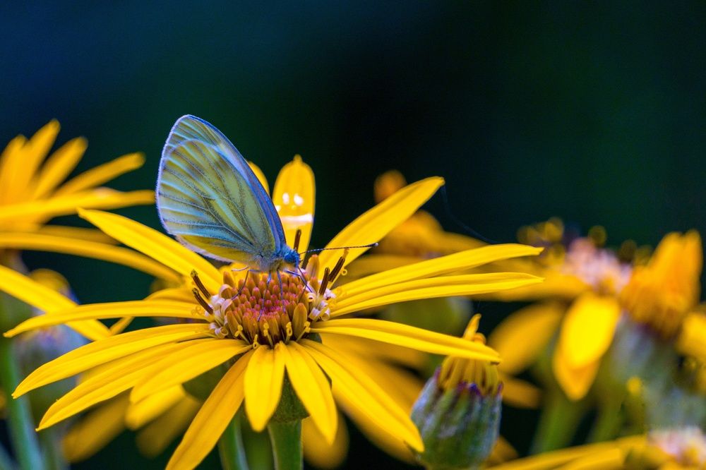 Photograph by Marina Mossiy