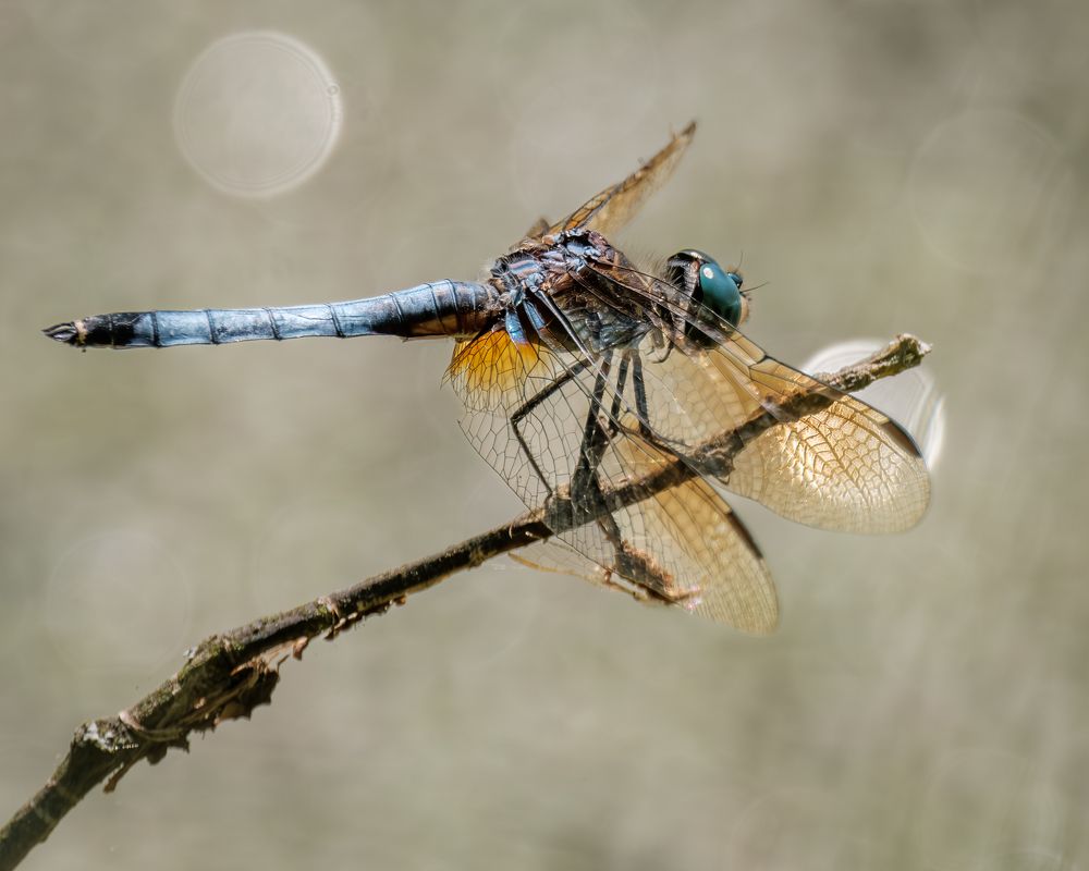 Photograph by Greg Noakes