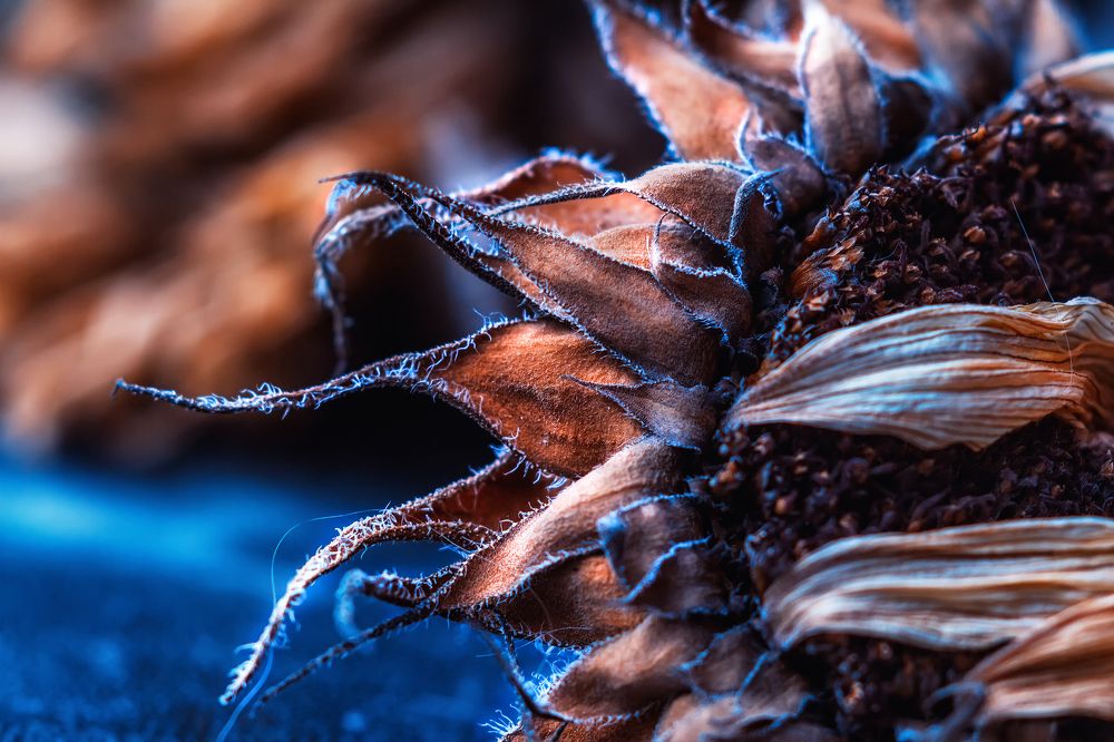 Photograph by Lana Soldatova