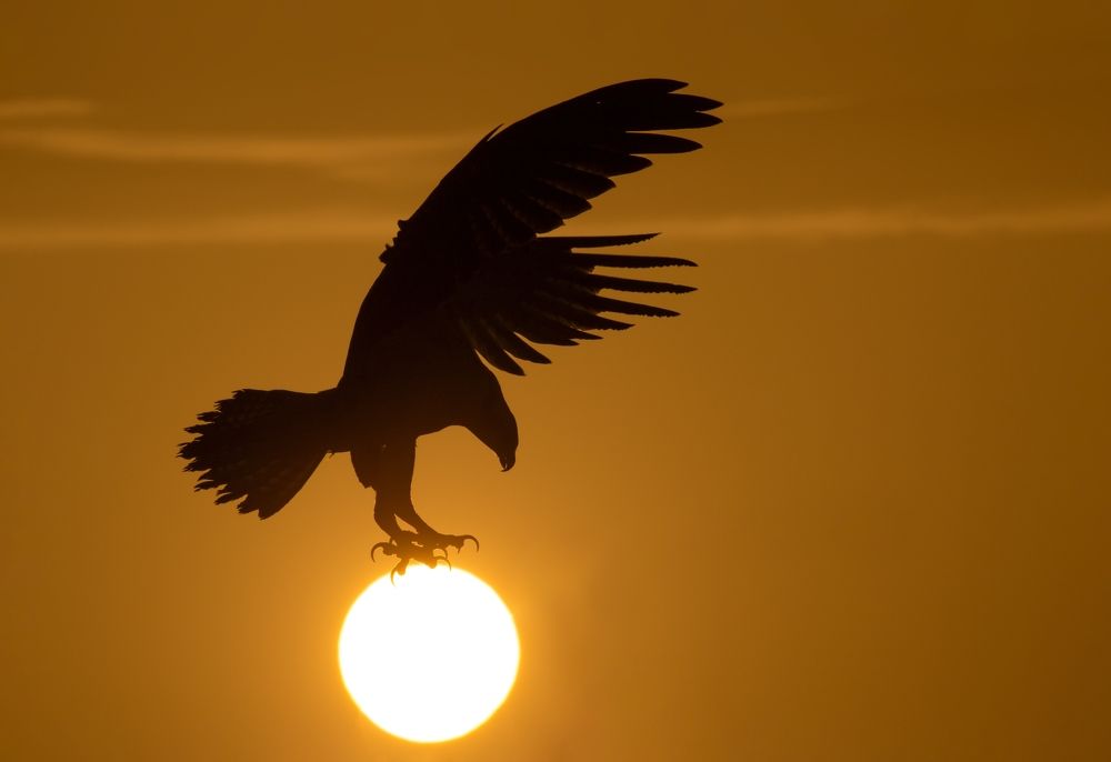 Фотография автора Ahmed Waheed