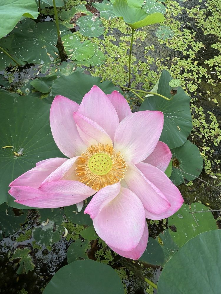 Photograph by Елена Власова