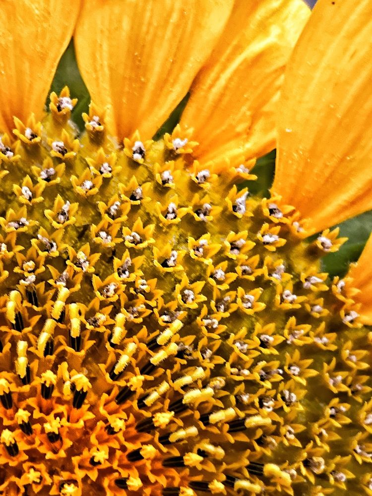 Photograph by amir ali navadeh shahla