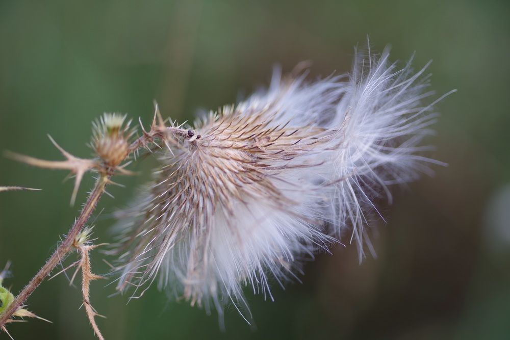 Пушистая колючка