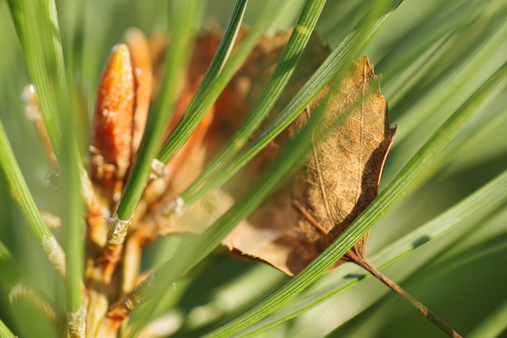 Осень наступает