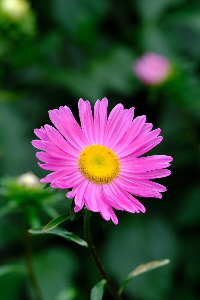 Фотография автора Александр Высоцкий