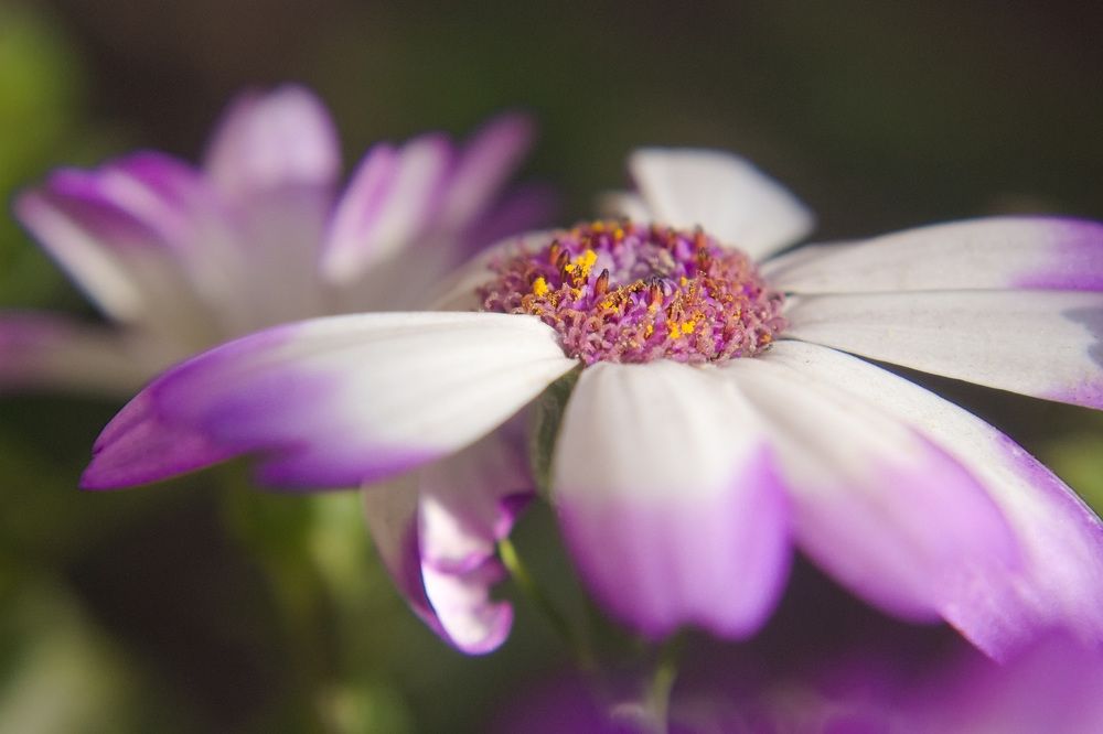 Macrofotografía de una Cineraria Violeta