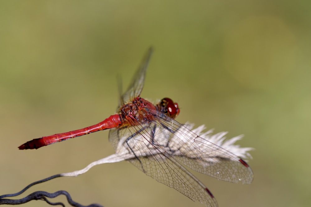 Крыло стрекозы