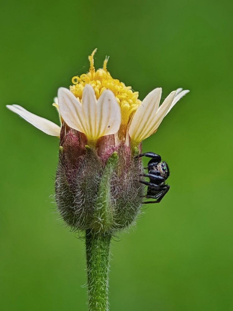 Фотография автора Ramprasad Das