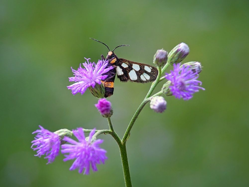 Фотография автора Ramprasad Das