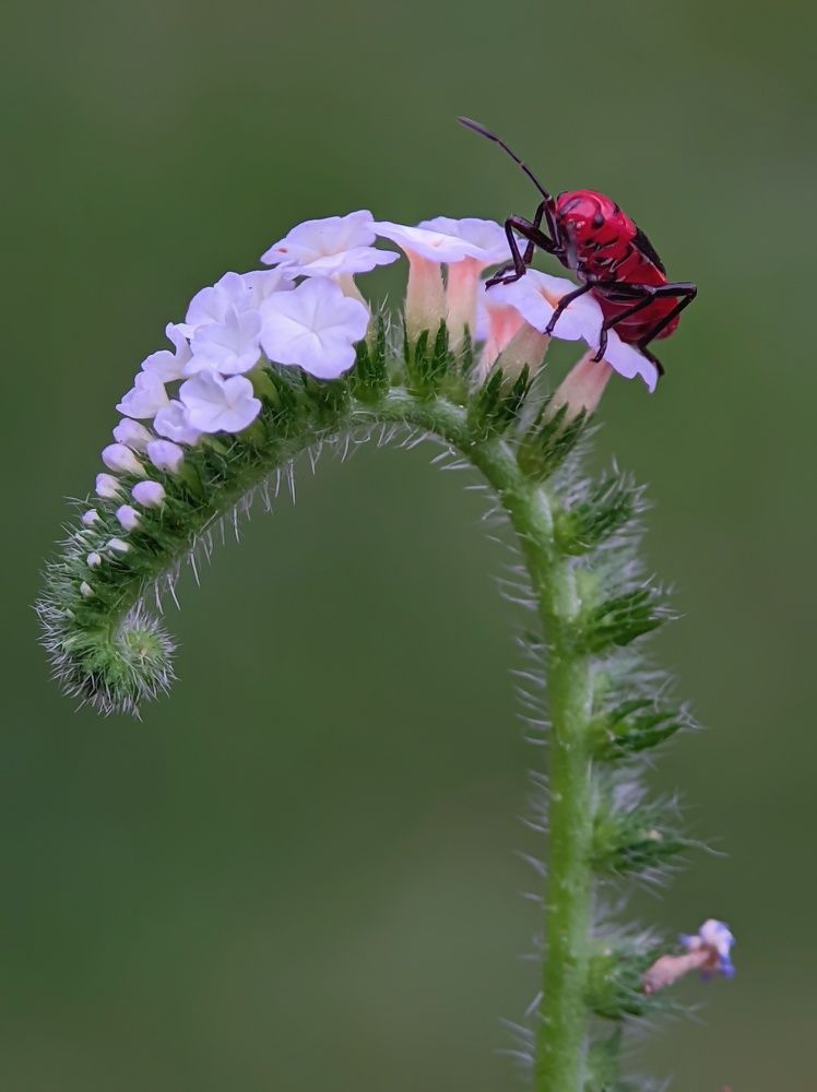 Photograph by Ramprasad Das