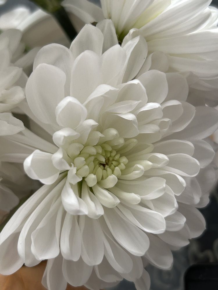 Photograph by Амирова Анар