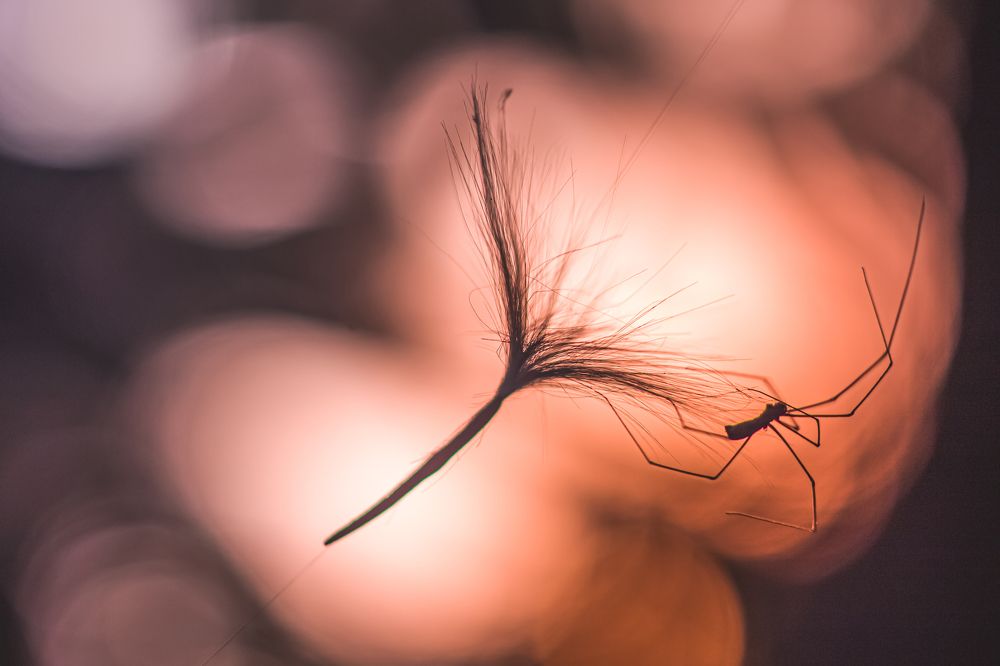 Photograph by Kiran Vasudevamurthy