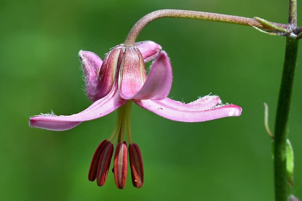 Лилия кудреватая в утреннем свете
