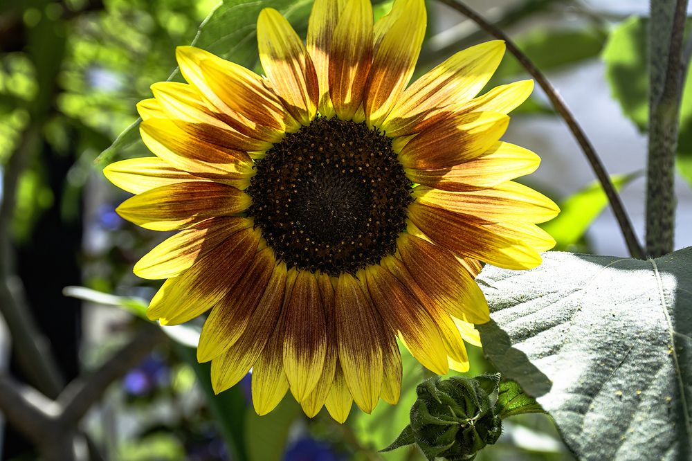 Photograph by Hanan H.a.a.