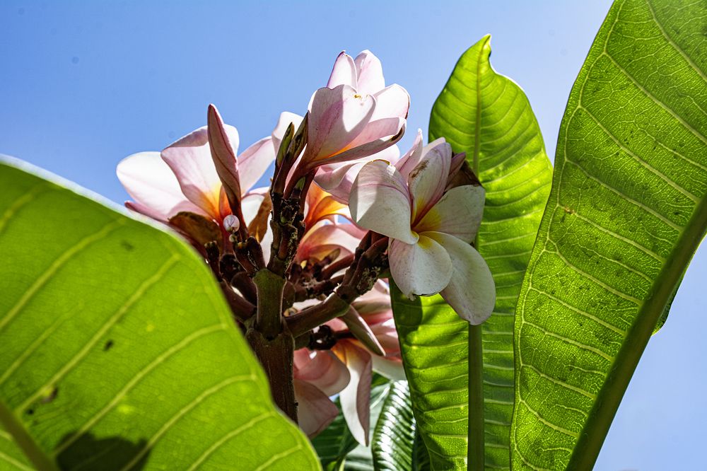 Photograph by Hanan H.a.a.