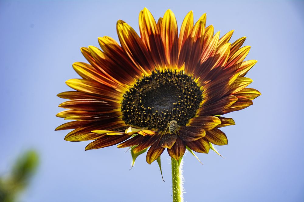 Photograph by Hanan H.a.a.