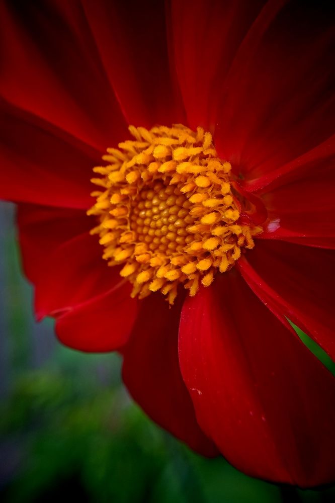 Photograph by Елена Баженова