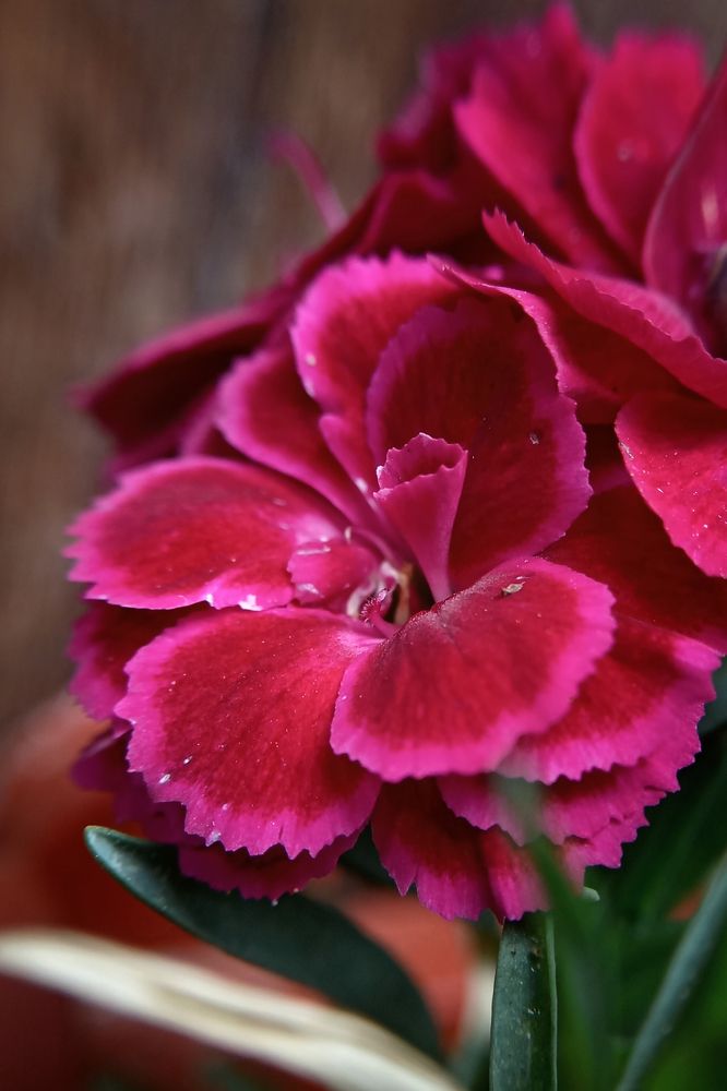 Photograph by Елена Баженова