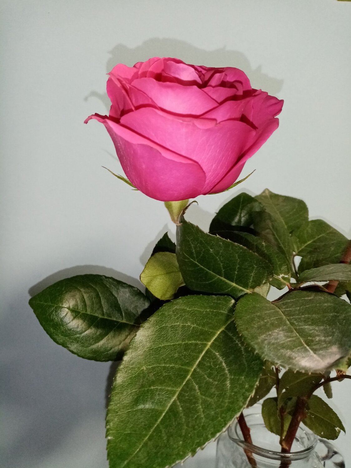 Photo #10984515