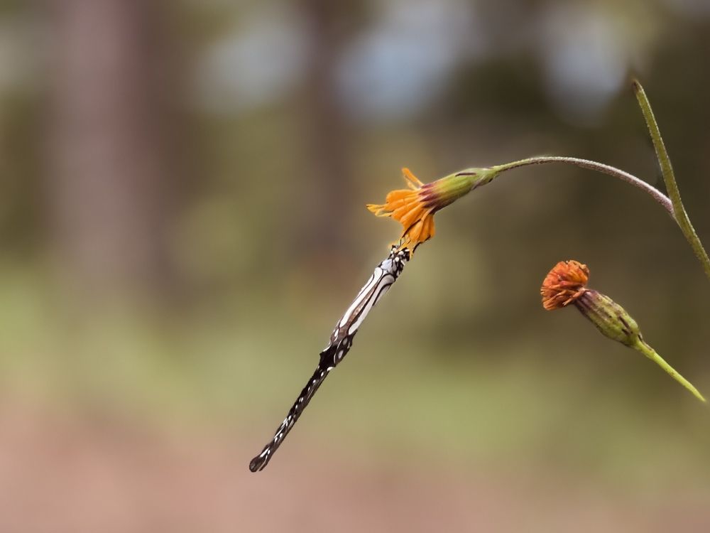 A butterfly and flowers.
