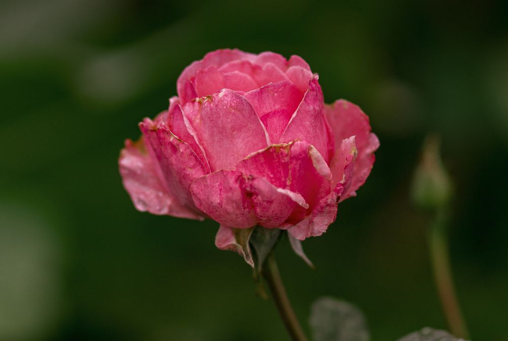 Photograph by Лидия Чугришина