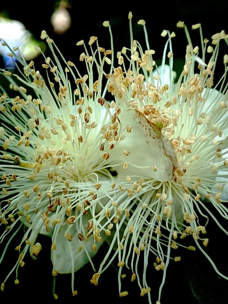 Photograph by Kapil Singh