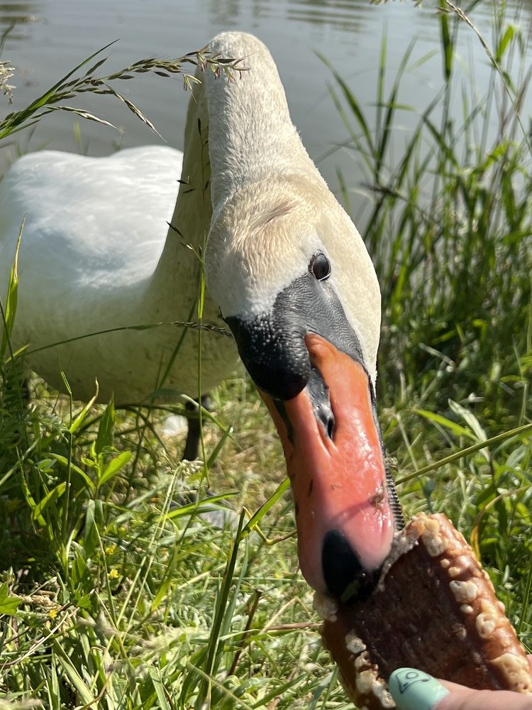 Photograph by Eugenia Schmidt