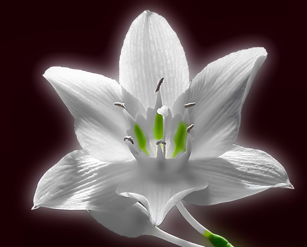 Эухарис ( амазонская лилия )