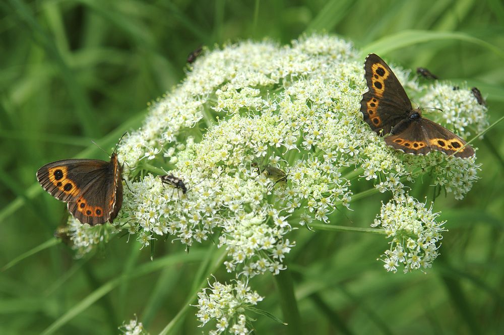 Photograph by Светлана Гореликова
