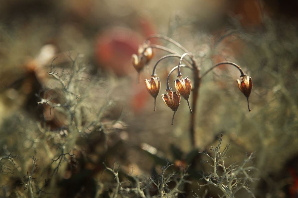 Photograph by Светлана Гореликова