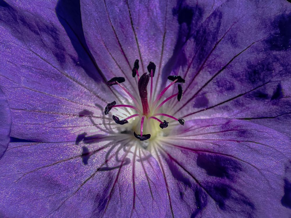 Фотография автора Александр Довганюк