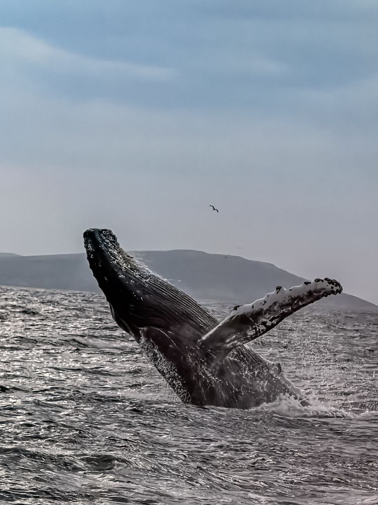 Северный гигант