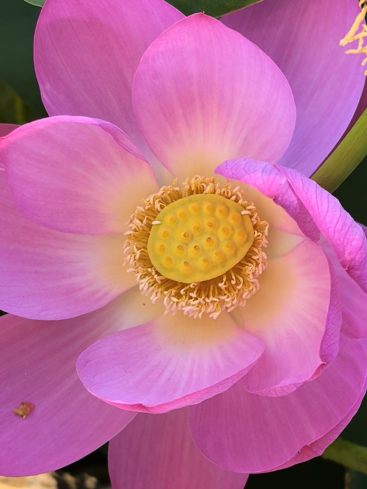 Photograph by Наталья Асоскова