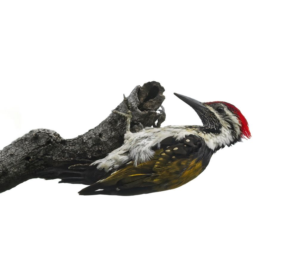 Photograph by Anshuman Tiwari