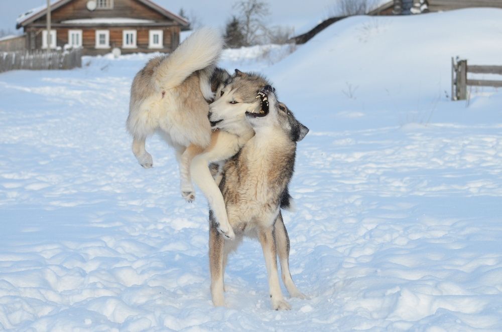 Photograph by Галина Катанова