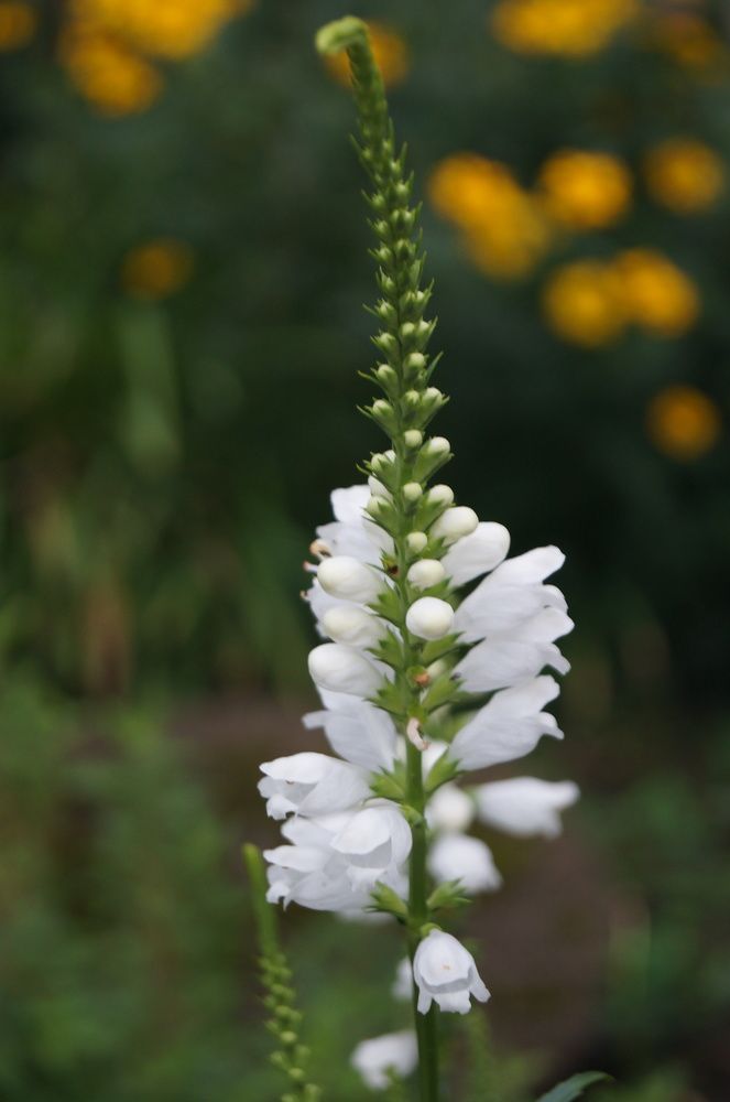 Photograph by Светлана Логинова