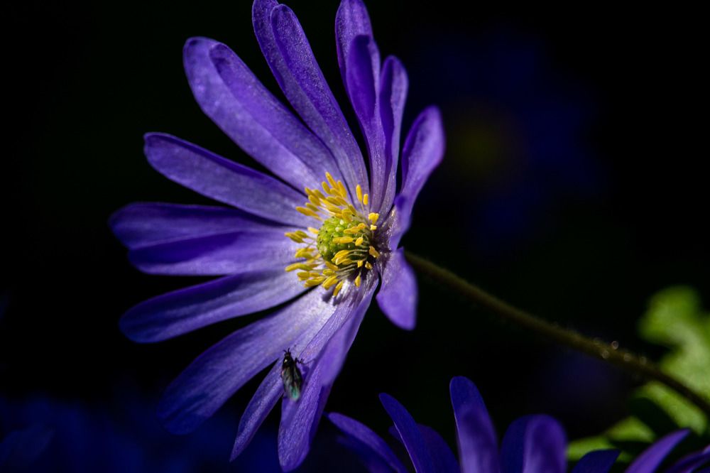 Фотография автора Александр Довганюк