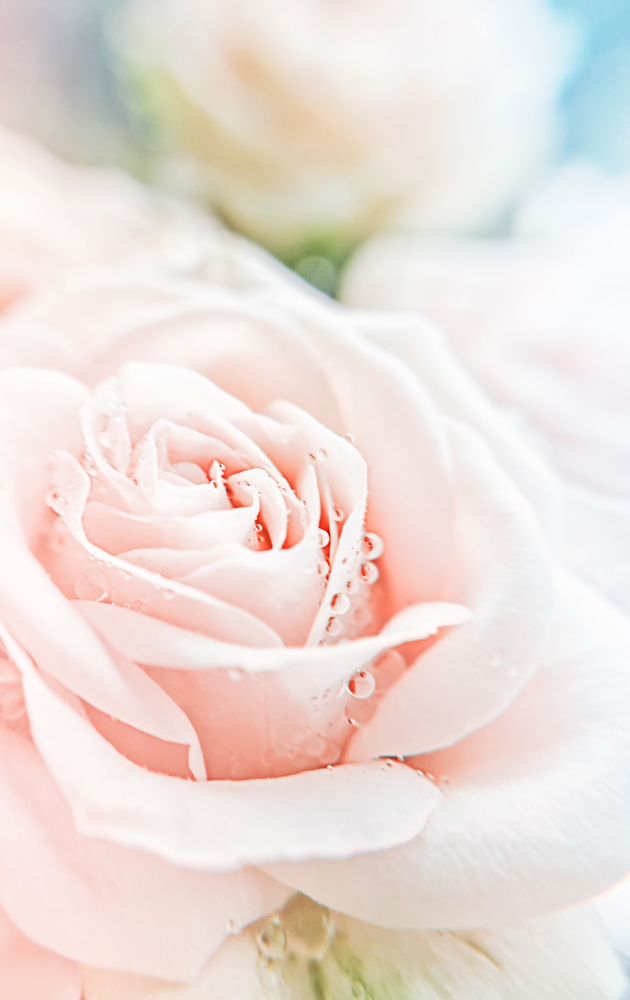 Фотография автора Елена Кабенкина