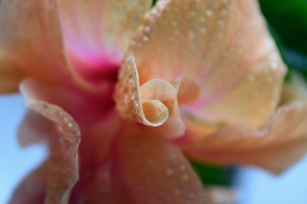 Celestial Curves of Hibiscus Flower