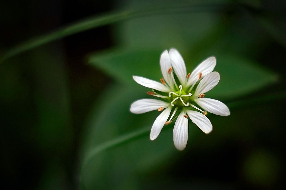 Фотография автора Олег Орлов