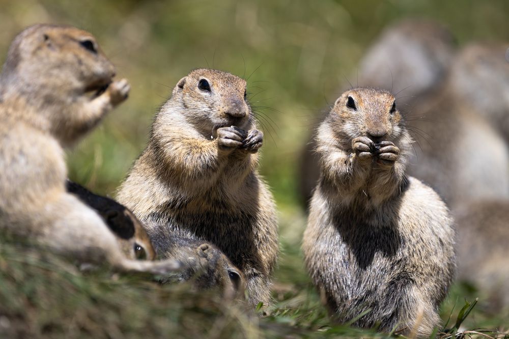 Фотография автора Максим Бессалый