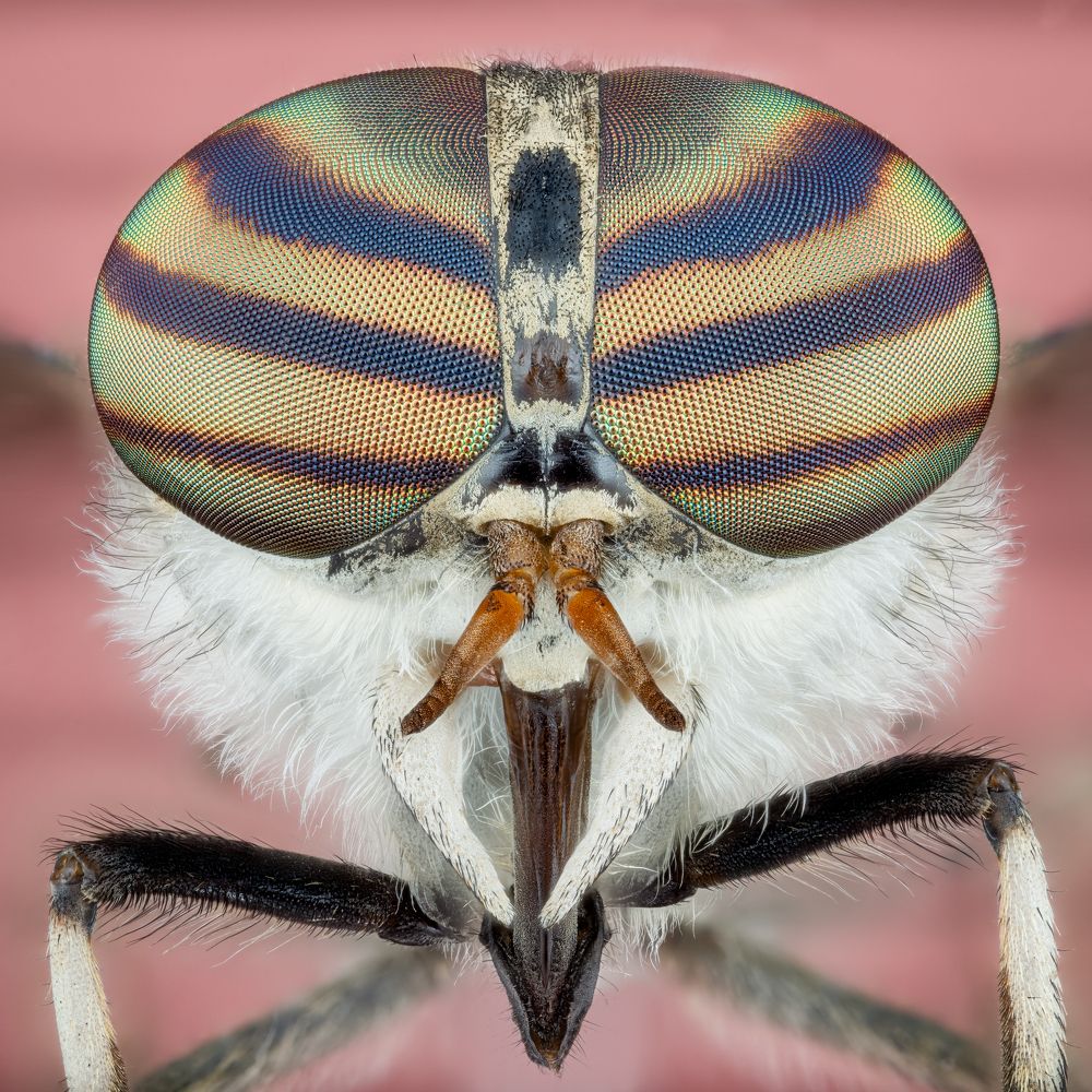 Tabanidae | Tábano | Gadfly