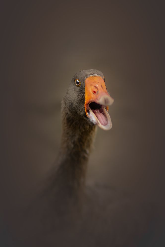 Photograph by Александр Соловьев