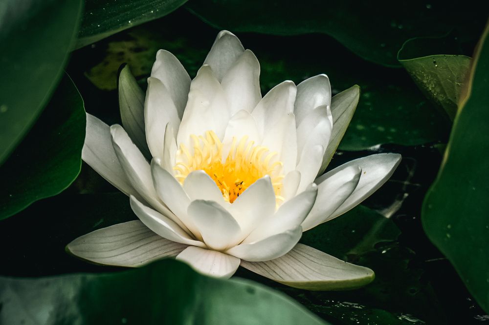 Photograph by Алена Лосева