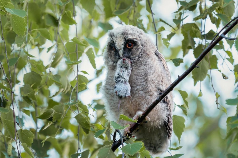 Фотография автора Владимир Коровяковский