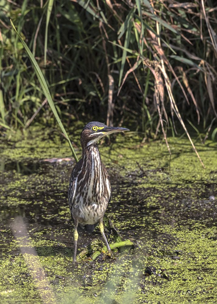 Green heron