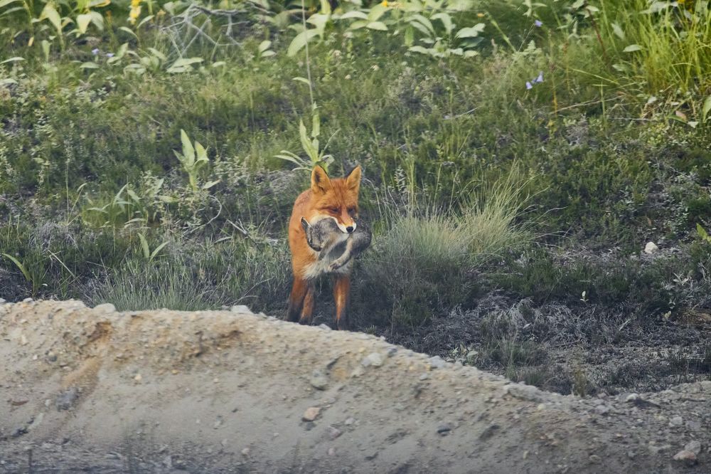 Photograph by Виктория Ахмылова