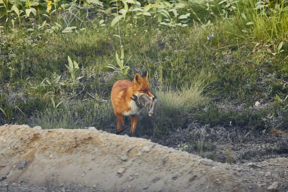 Photograph by Виктория Ахмылова